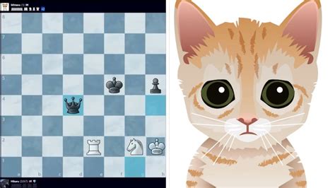 chess results cat|innocent looking cat chess.